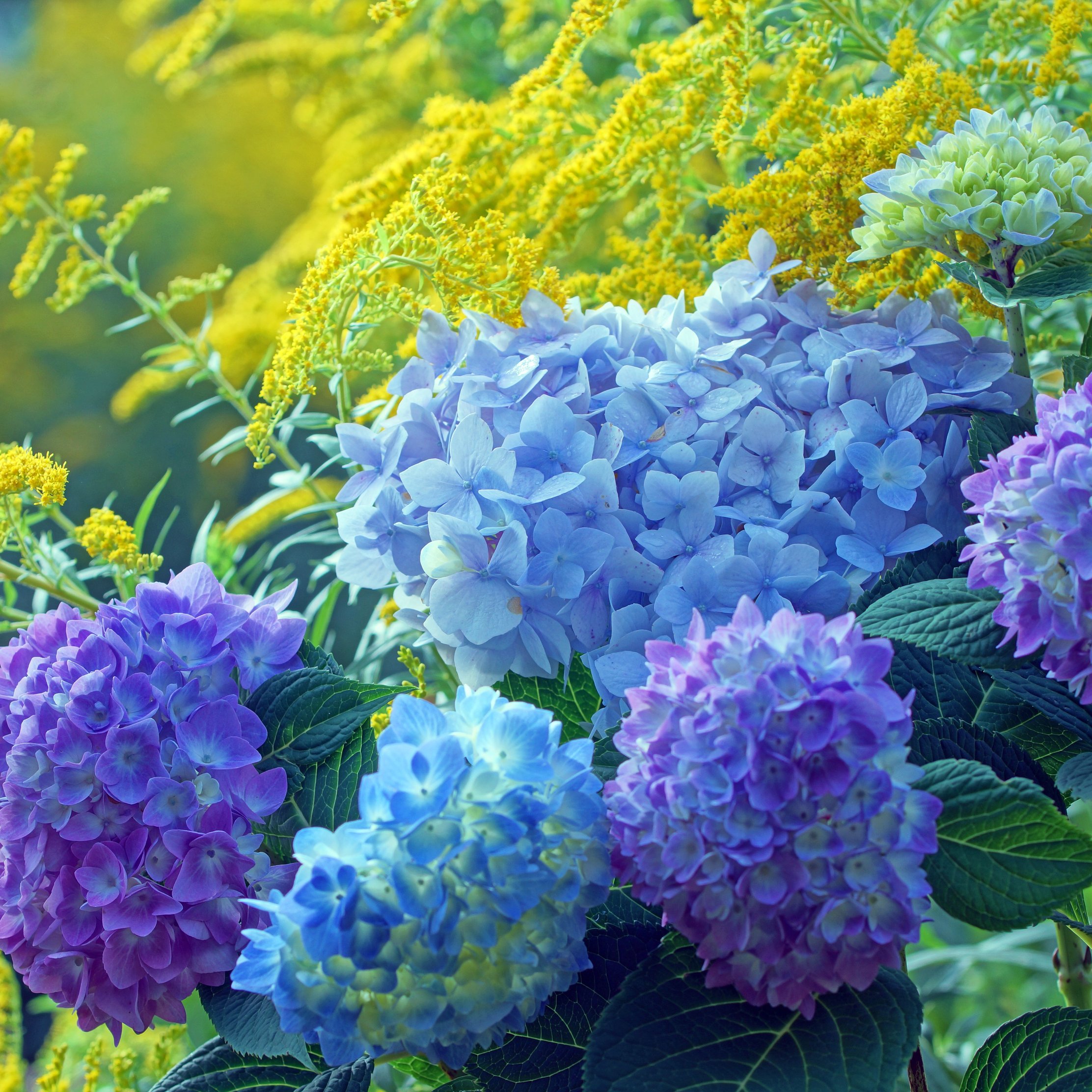 Blue and Purple Hydrangea Garden - Wallpapers for iPad Pro 10.5″ in 2224x2224 resolution