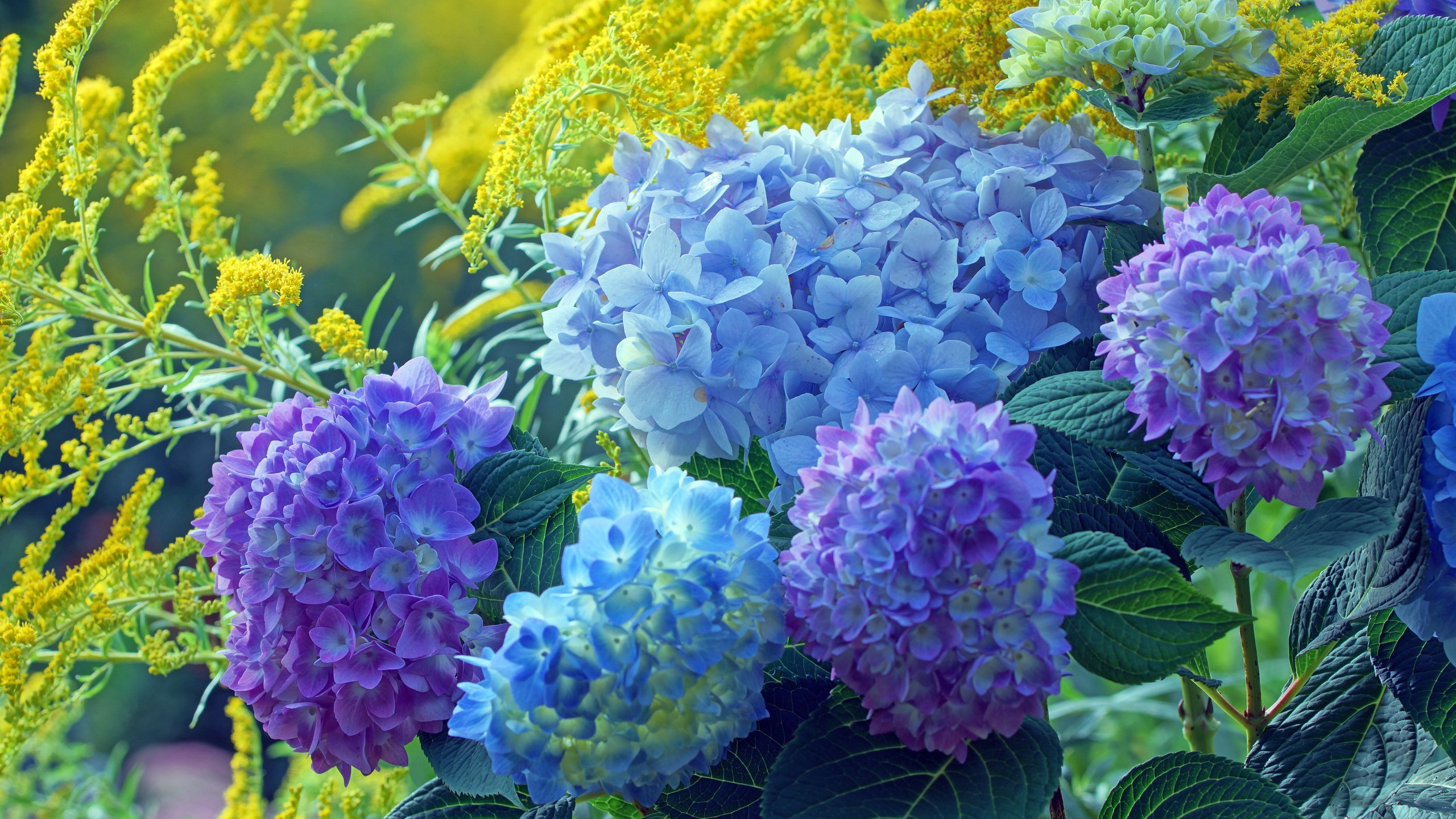 Blue and Purple Hydrangea Garden - 2K Quad HD wallpapers in 2560x1440 resolution
