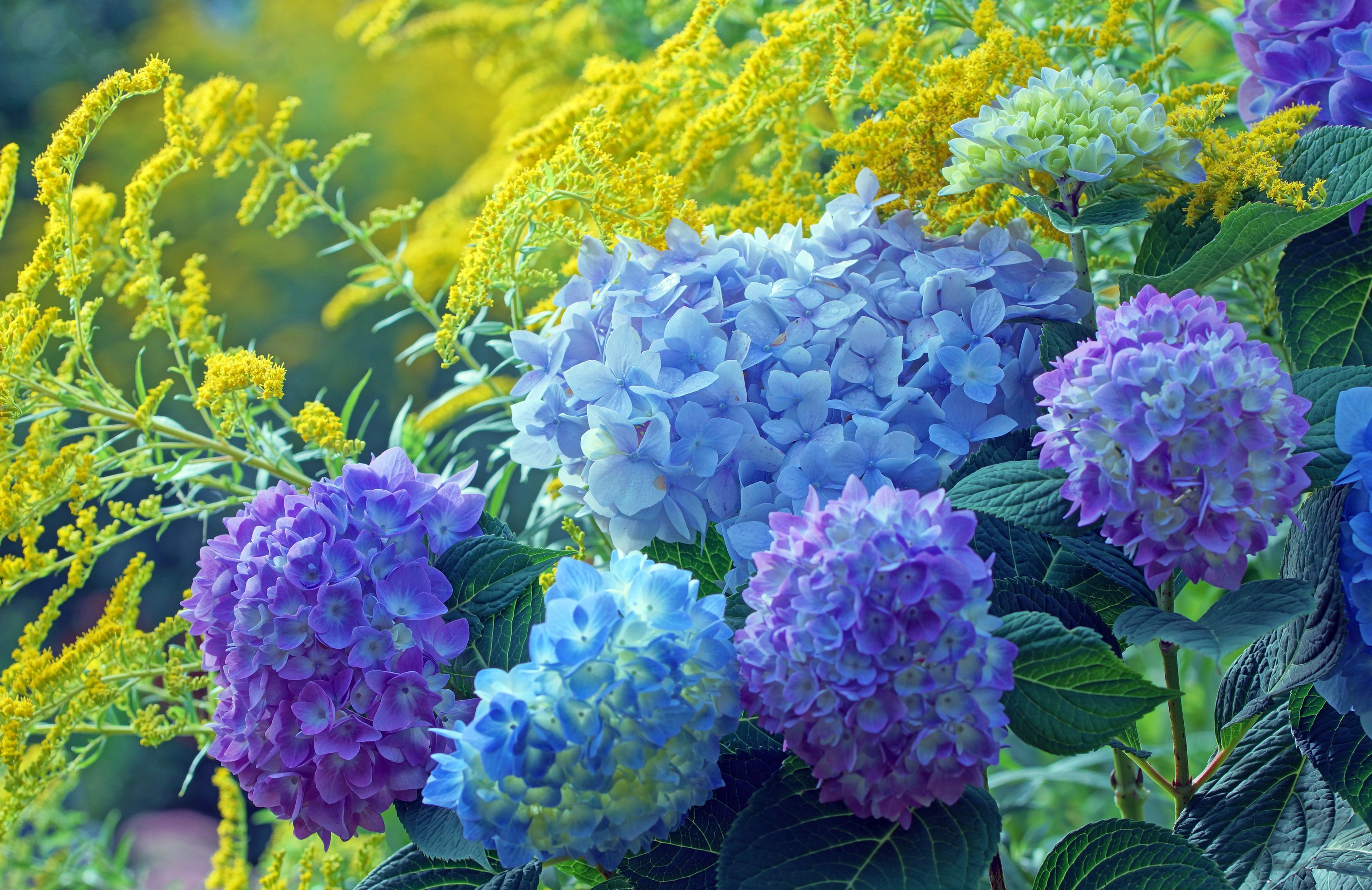 Blue and Purple Hydrangea Garden - Wallpapers for Apple MacBook 14.2″ in 3024x1964 resolution