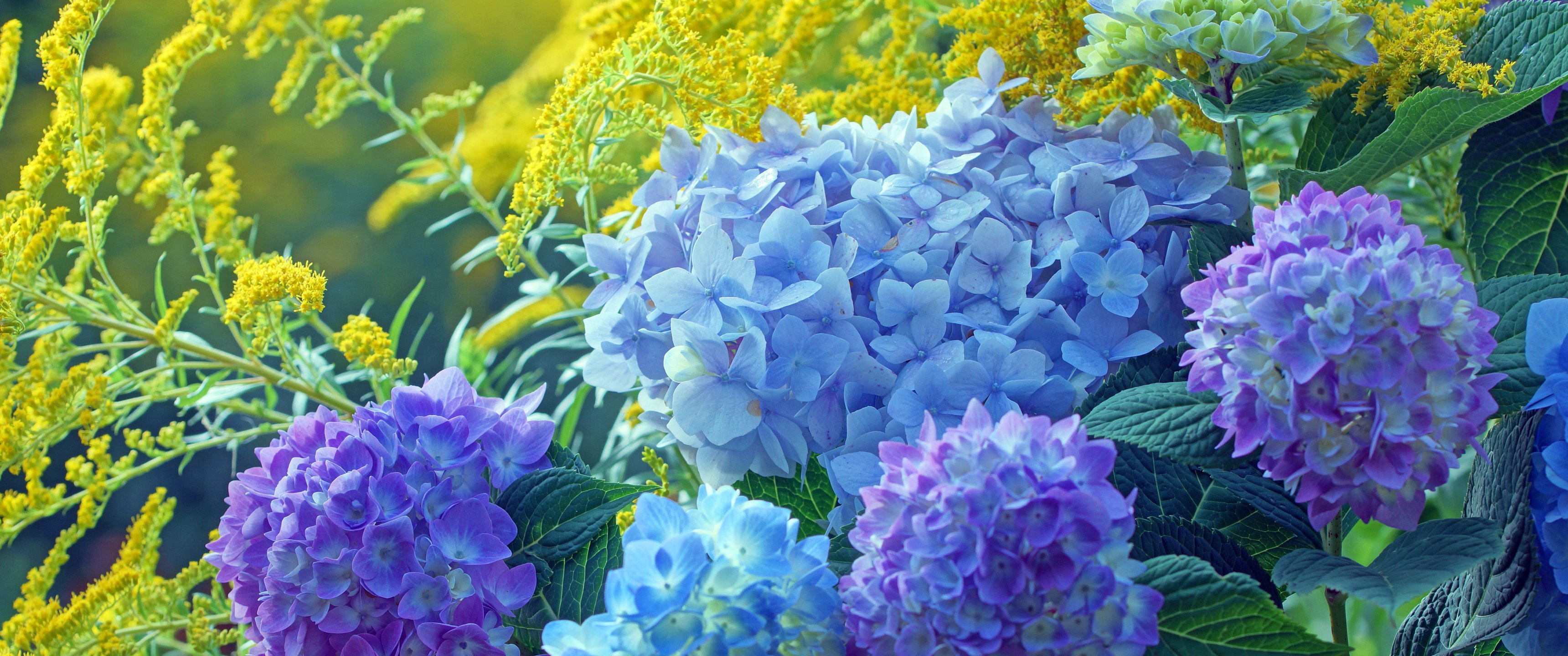Blue and Purple Hydrangea Garden - UltraWide 21:9 wallpapers in 3440x1440 resolution