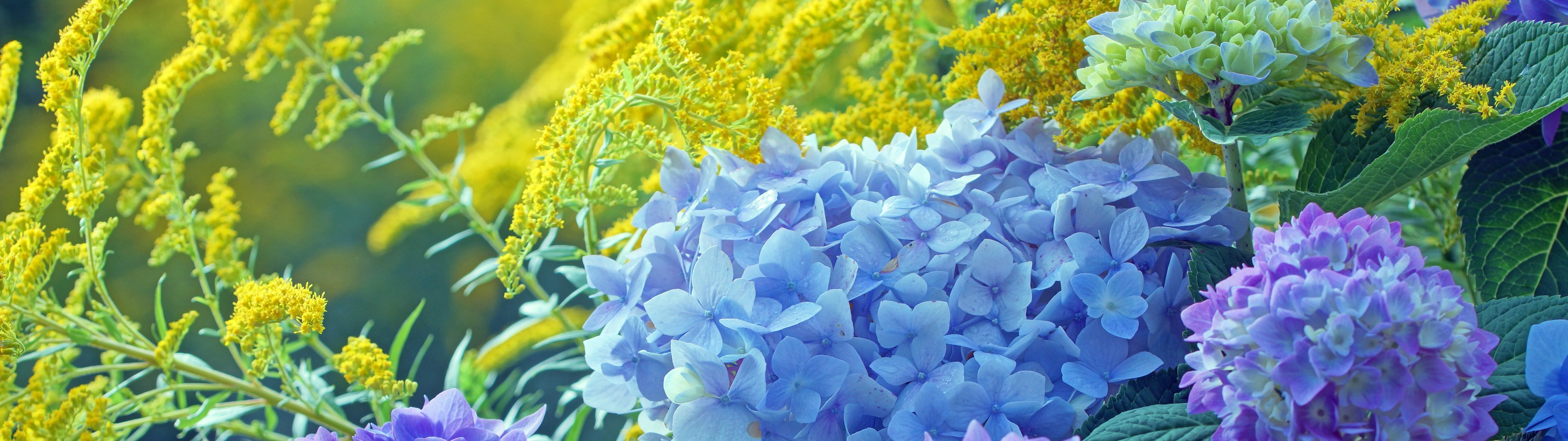 Blue and Purple Hydrangea Garden - UltraWide 32:9 wallpapers in 3840x1080 resolution