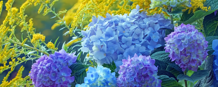 UltraWide 32:9 Hydrangea wallpapers (5120x1440): hydrangea, garden, flowers, leaves