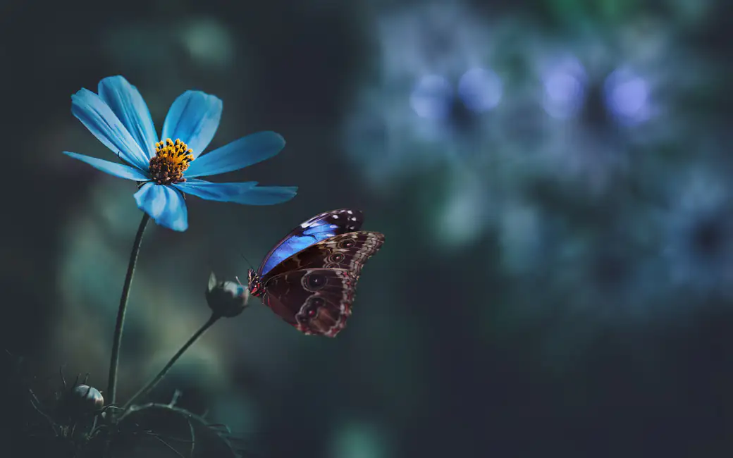 Butterfly on Blue Flower Petals — desktop and phone wallpaper, free download