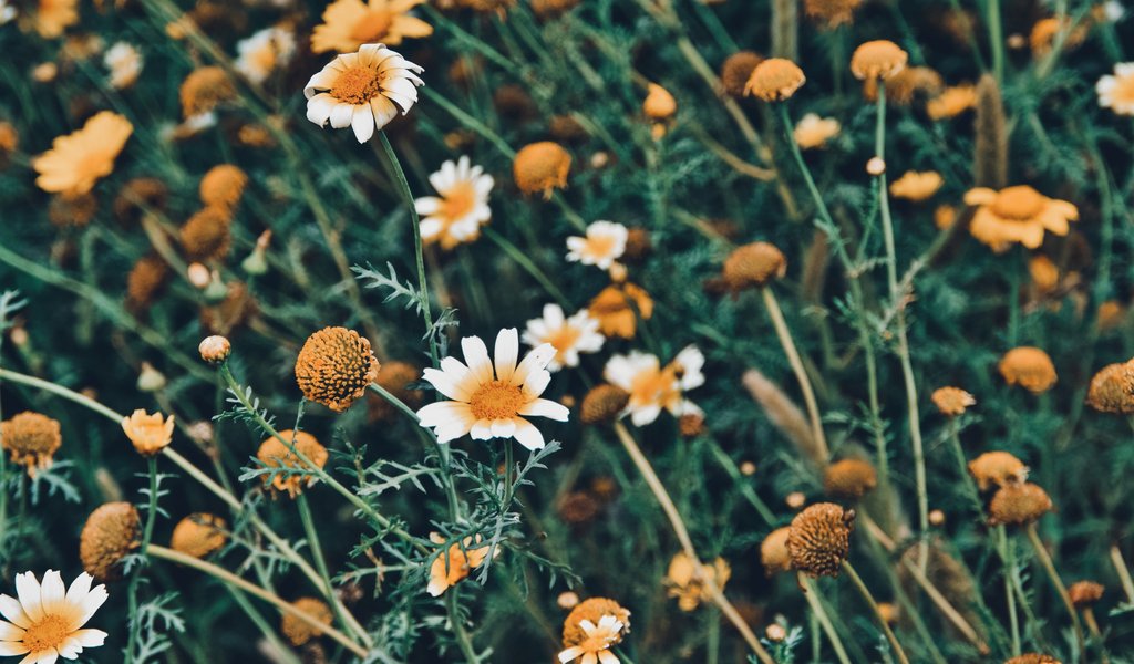 Chamomiles Across a Green Meadow - WSVGA wallpapers in 1024x600 resolution
