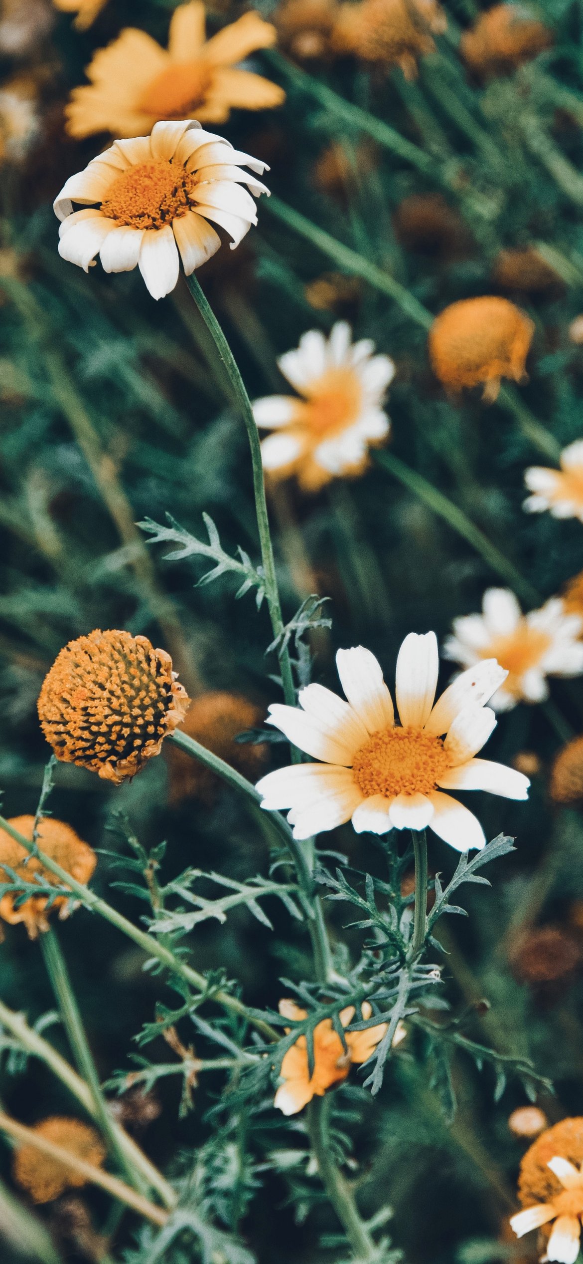 Chamomiles Across a Green Meadow - Wallpapers for iPhone 12 Pro/13 Pro/14 in 1170x2532 resolution