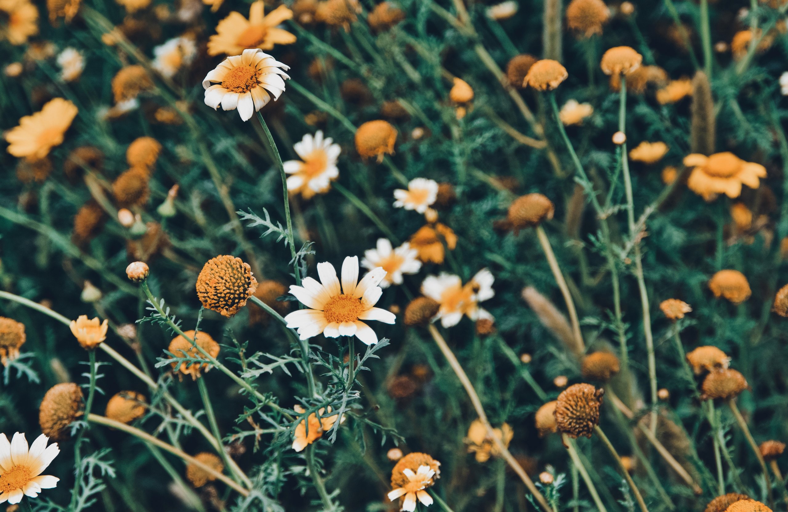 Chamomiles Across a Green Meadow - Wallpapers for Apple MacBook Air 13 M2″ in 2560x1664 resolution