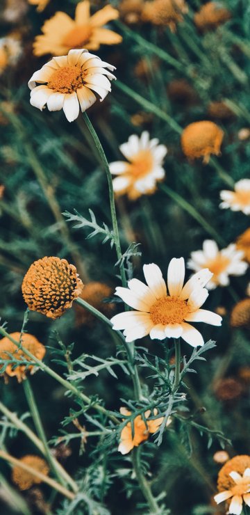 Chamomiles Across a Green Meadow - Wallpapers for Samsung in 360x740 resolution