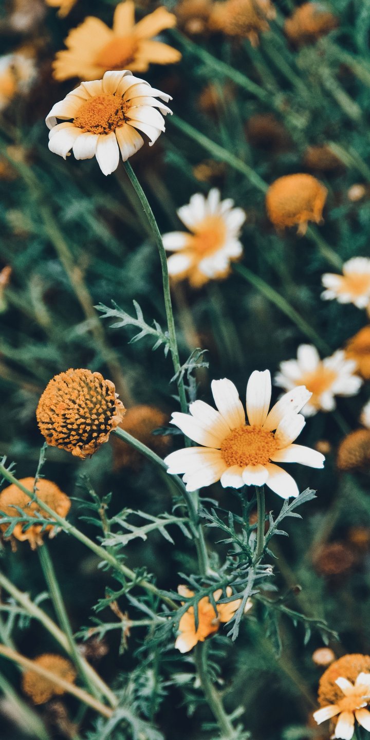 Chamomiles Across a Green Meadow - Wallpapers for Samsung Galaxy A03s, Xiaomi Redmi 7A, POCO C3 in 720x1440 resolution