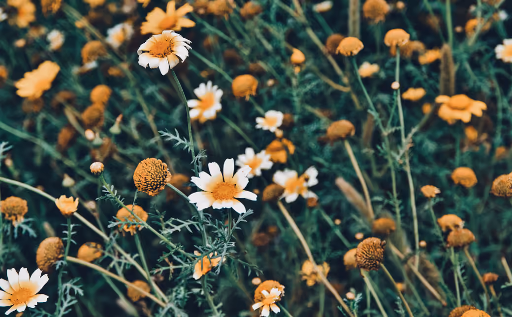 Chamomiles Across a Green Meadow — desktop and phone wallpaper, free download