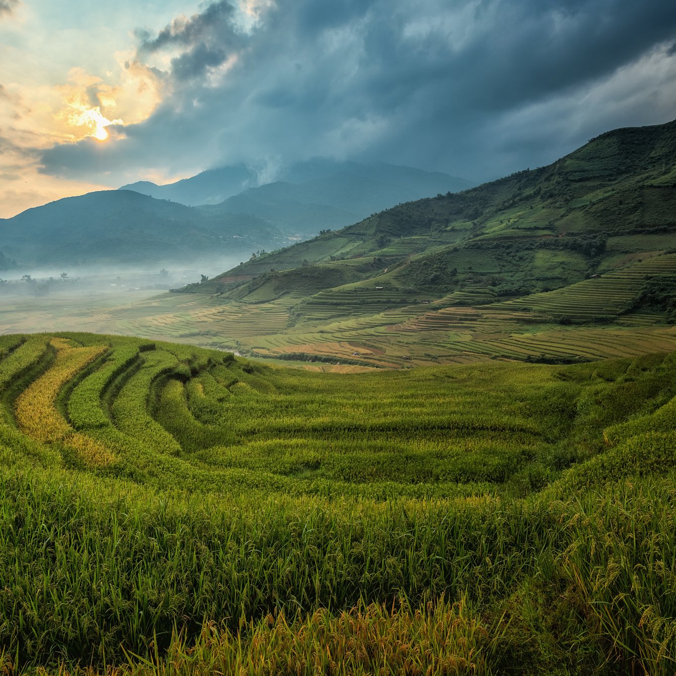 Rice Fields in a Mountain Valley - Wallpapers for Samsung Galaxy Tab in 1340x1340 resolution