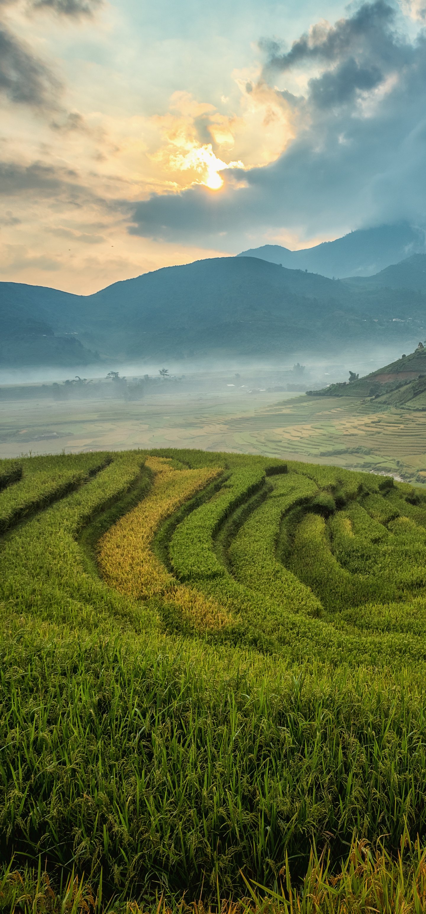 Rice Fields in a Mountain Valley - Wallpapers for Samsung Galaxy S22 Ultra/S23 Ultra in 1440x3088 resolution