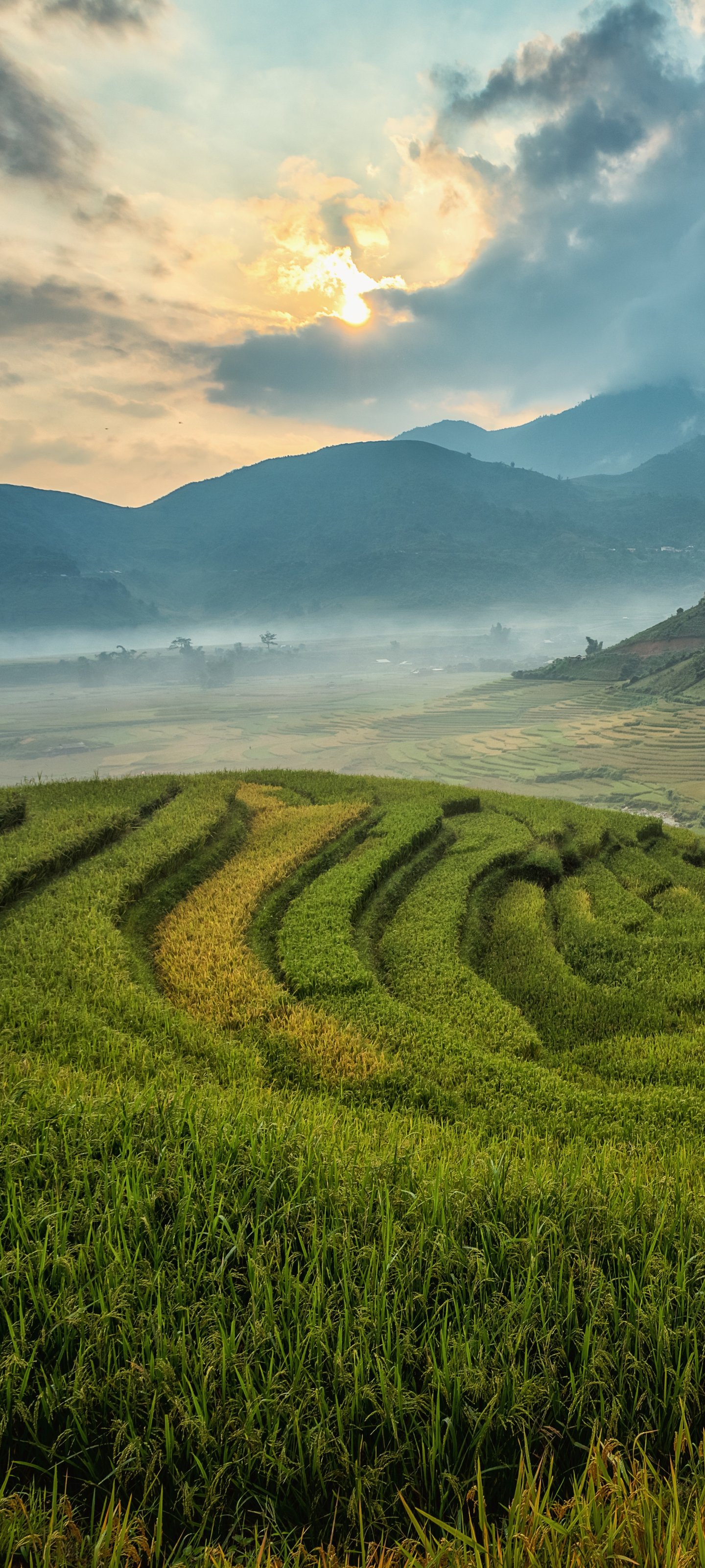 Rice Fields in a Mountain Valley - Wallpapers for Xiaomi 13 Ultra/14 Ultra/15 Ultra/17 Pro Max, Samsung Galaxy S20/S20 Ultra/S21 Ultra in 1440x3200 resolution
