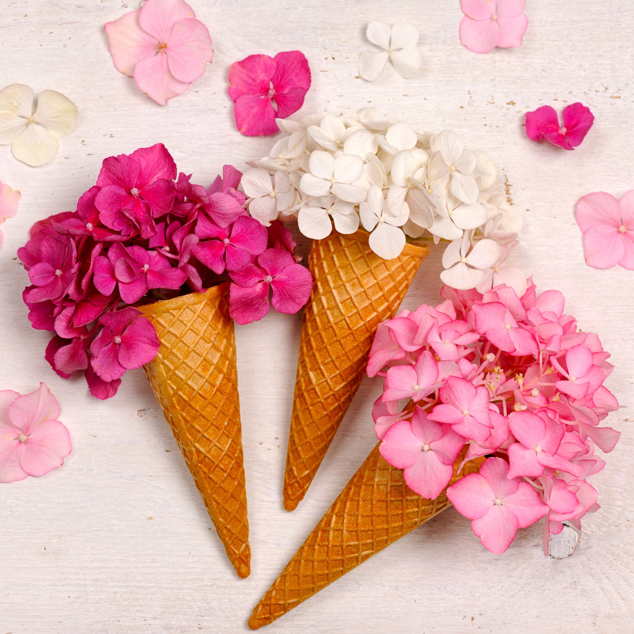 Hydrangea Bouquet in Waffle Cones - Wallpapers for iPad 10.2″ in 2160x2160 resolution