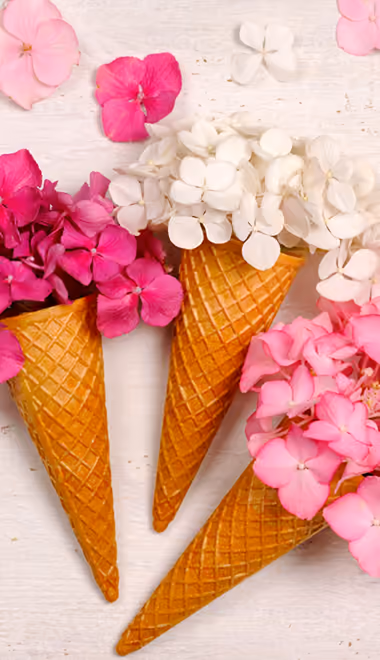 Nature wallpapers: ice cream, hydrangea, bouquet, waffle