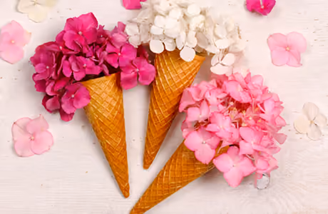 Nature wallpapers: ice cream, hydrangea, bouquet, waffle