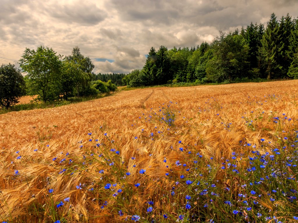 Golden Rye Field Under Cloudy Sky - XVGA wallpapers in 1024x768 resolution
