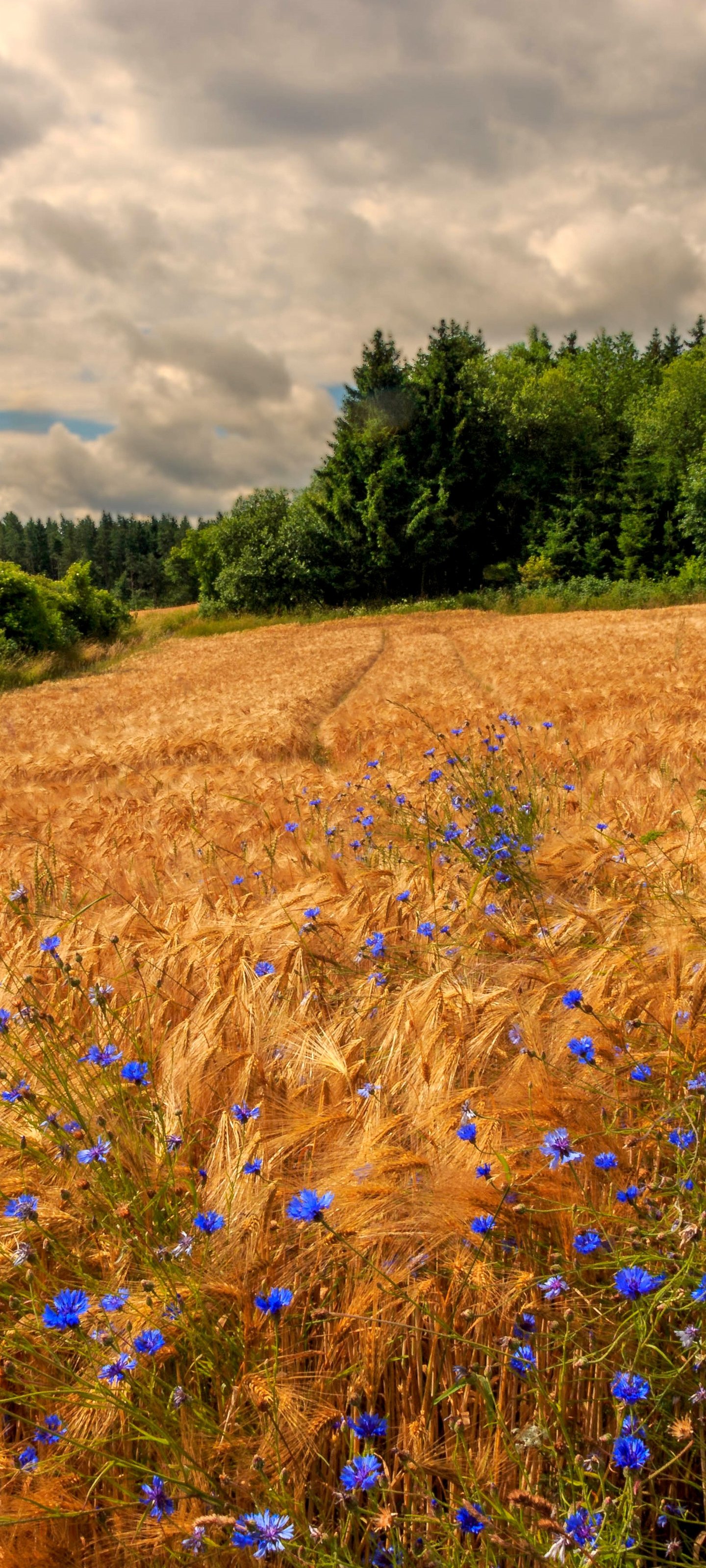 Golden Rye Field Under Cloudy Sky - Wallpapers for Xiaomi 13 Ultra/14 Ultra/15 Ultra/17 Pro Max, Samsung Galaxy S20/S20 Ultra/S21 Ultra in 1440x3200 resolution