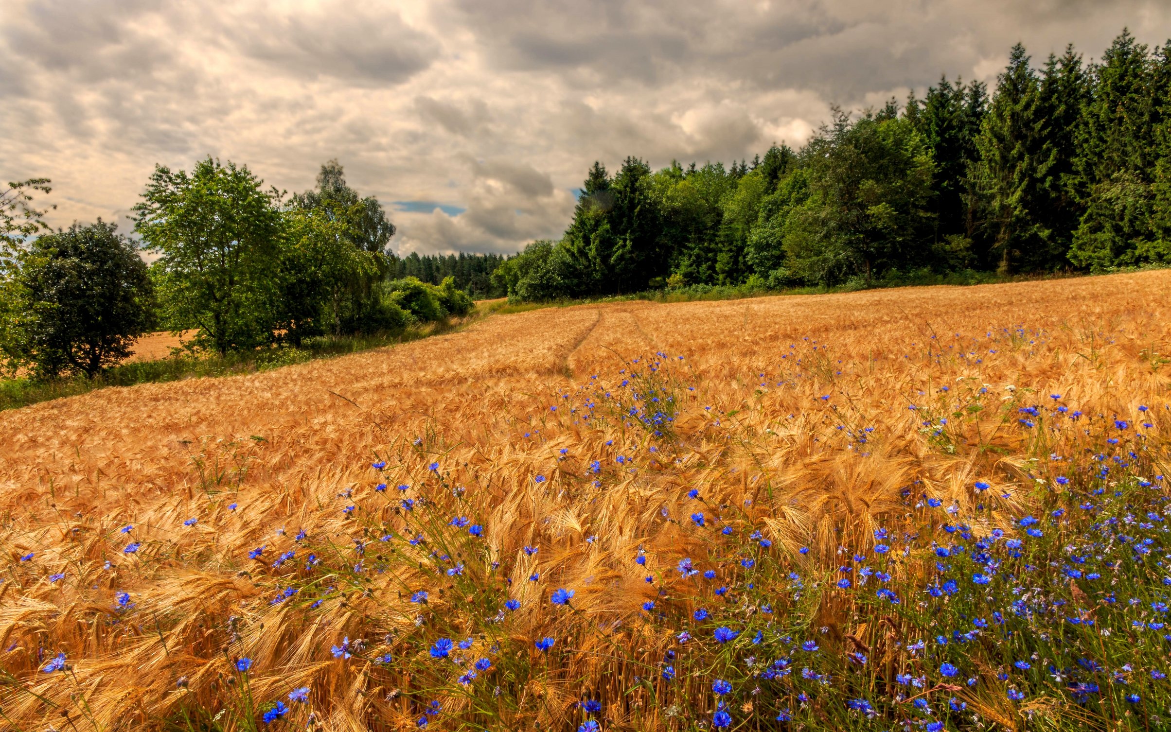 Golden Rye Field Under Cloudy Sky - Wallpapers for MacBook Neo in 2408x1506 resolution