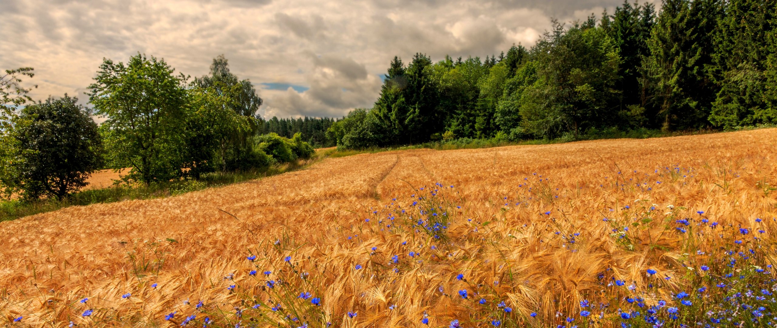 Golden Rye Field Under Cloudy Sky - UltraWide 21:9 wallpapers in 2560x1080 resolution
