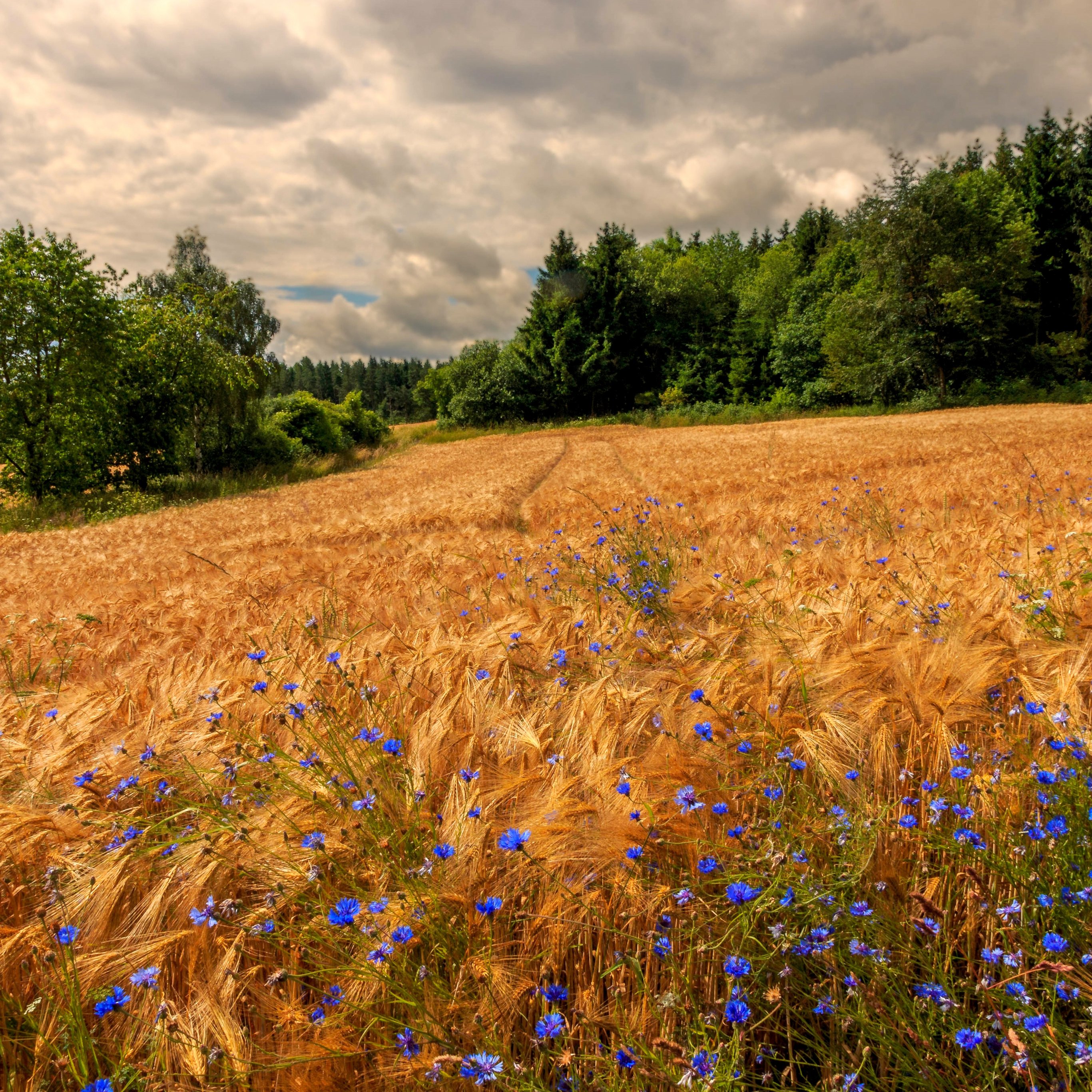 Golden Rye Field Under Cloudy Sky - Wallpapers for iPad Pro 12.9″ in 2732x2732 resolution