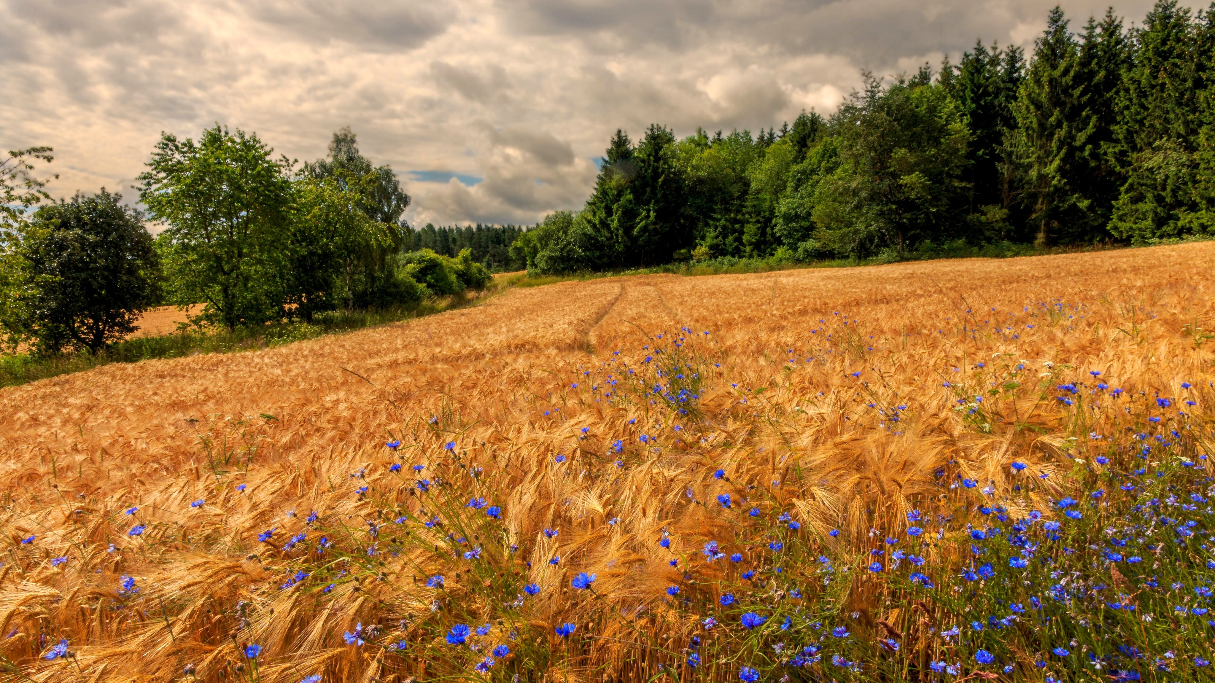 Golden Rye Field Under Cloudy Sky - Wallpapers for Apple iMac 21.5″ in 4096x2304 resolution