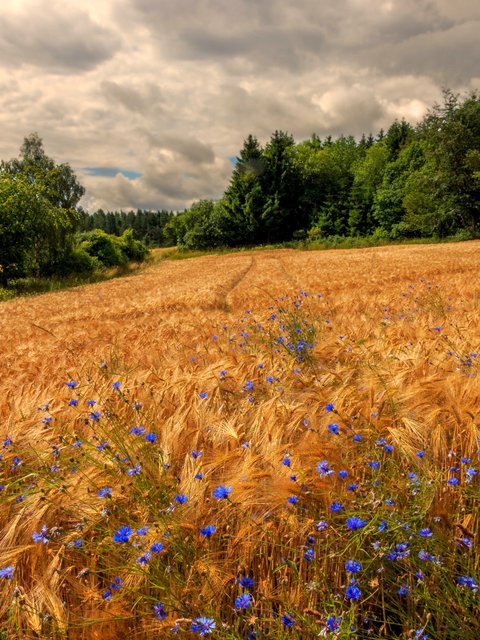 Golden Rye Field Under Cloudy Sky - Wallpapers for HTC/BlackBerry in 480x640 resolution