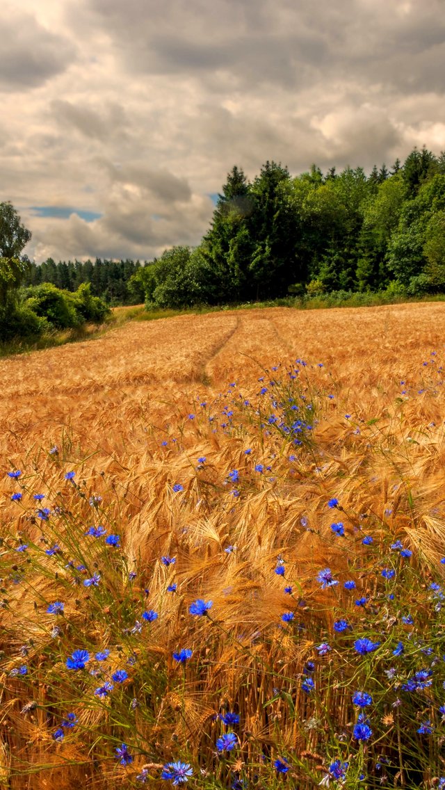 Golden Rye Field Under Cloudy Sky - Wallpapers for iPhone 5/5S/5C/SE in 640x1136 resolution