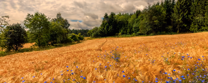 UltraWide 21:9 wallpapers (2560x1080): field, rye, forest, clouds