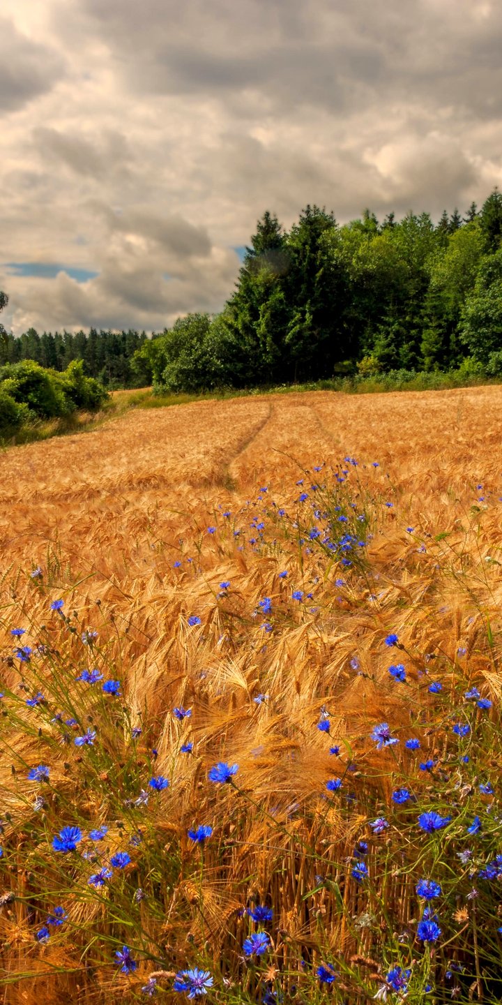 Golden Rye Field Under Cloudy Sky - Wallpapers for Samsung Galaxy A03s, Xiaomi Redmi 7A, POCO C3 in 720x1440 resolution