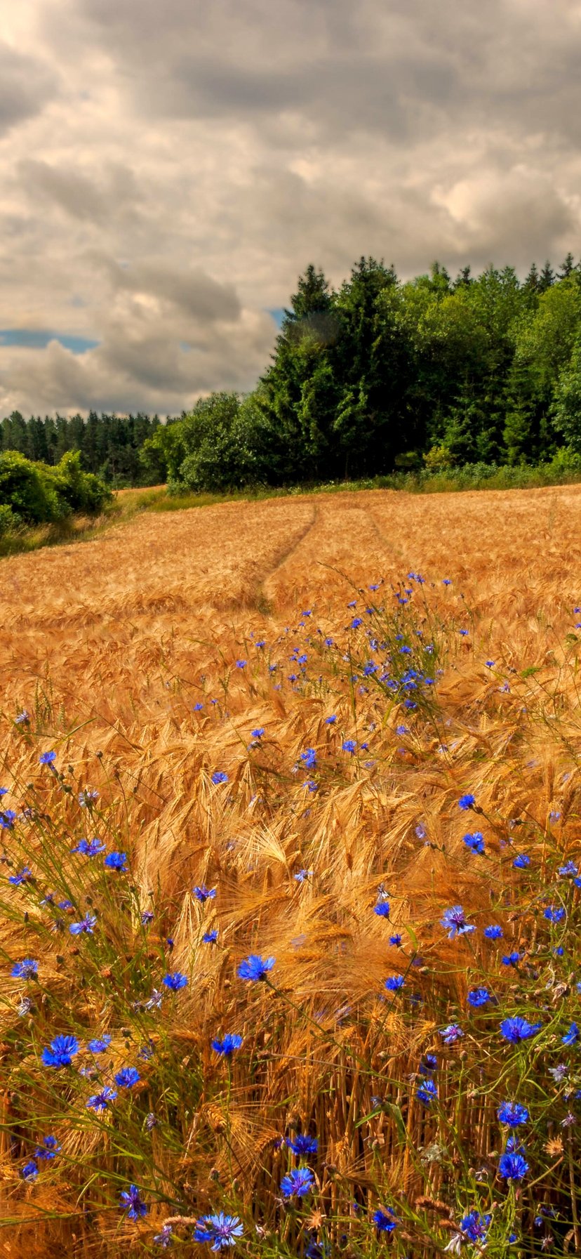 Golden Rye Field Under Cloudy Sky - Wallpapers for iPhone 11/XR in 828x1792 resolution