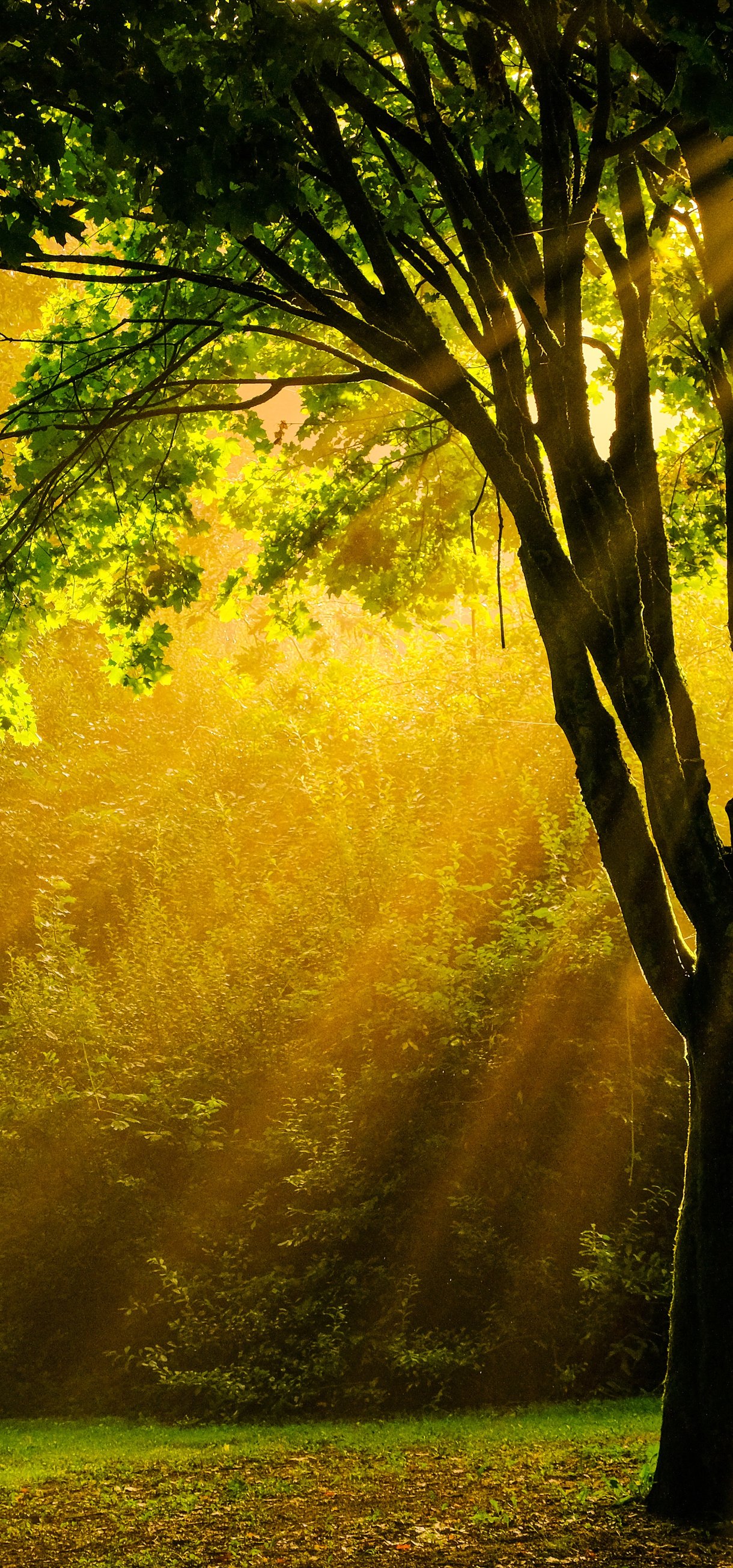 Autumn Forest with Sunlight Rays - Wallpapers for Xiaomi 17/17 Pro in 1220x2608 resolution