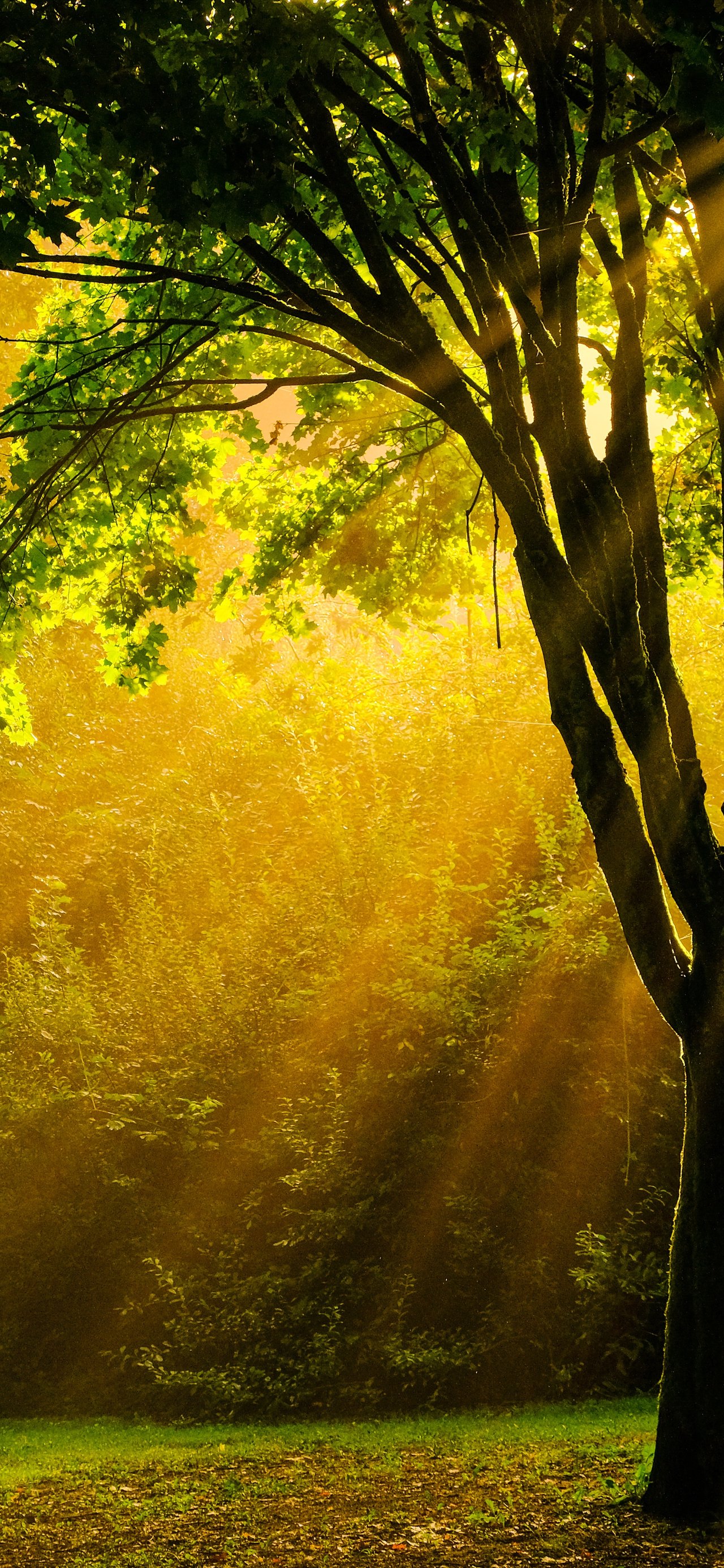 Autumn Forest with Sunlight Rays - Wallpapers for Xiaomi 15T in 1280x2772 resolution