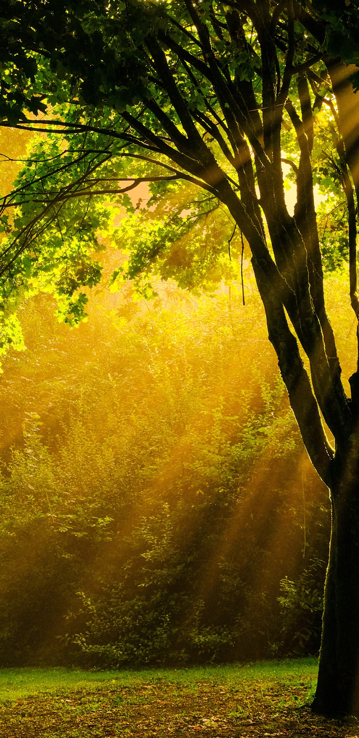 Autumn Forest with Sunlight Rays - Wallpapers for Samsung Galaxy S8/S8+/Note 8/S9/S9+/Note 9 in 1440x2960 resolution