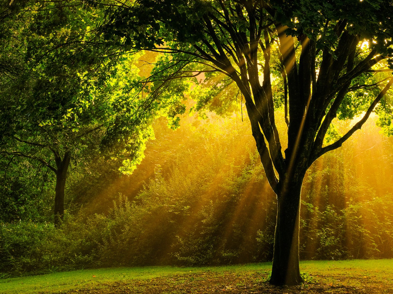 Autumn Forest with Sunlight Rays - UXGA wallpapers in 1600x1200 resolution