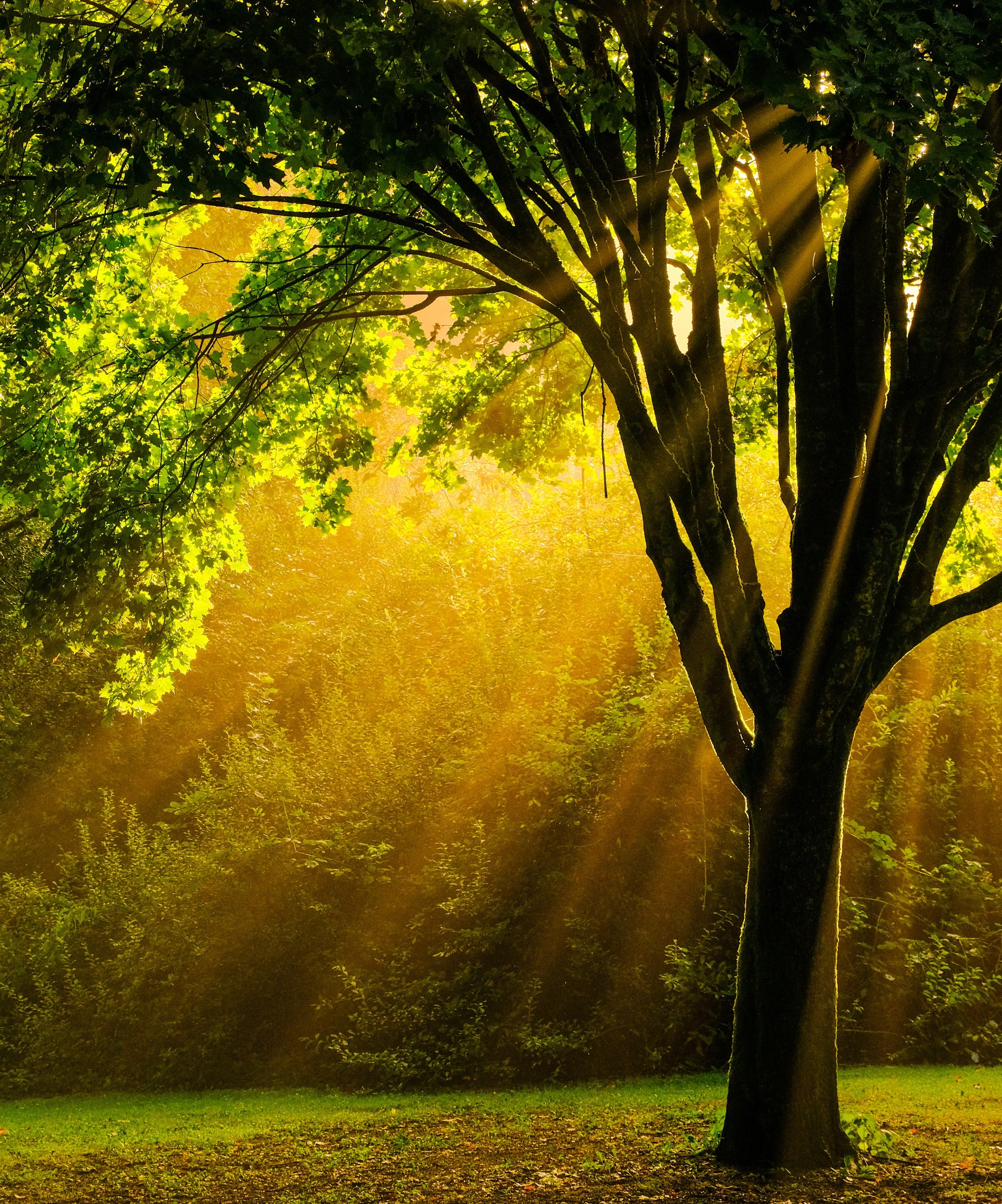 Autumn Forest with Sunlight Rays - Wallpapers for Samsung Galaxy Z Fold4/Z Fold5/Z Fold6 in 1812x2176 resolution