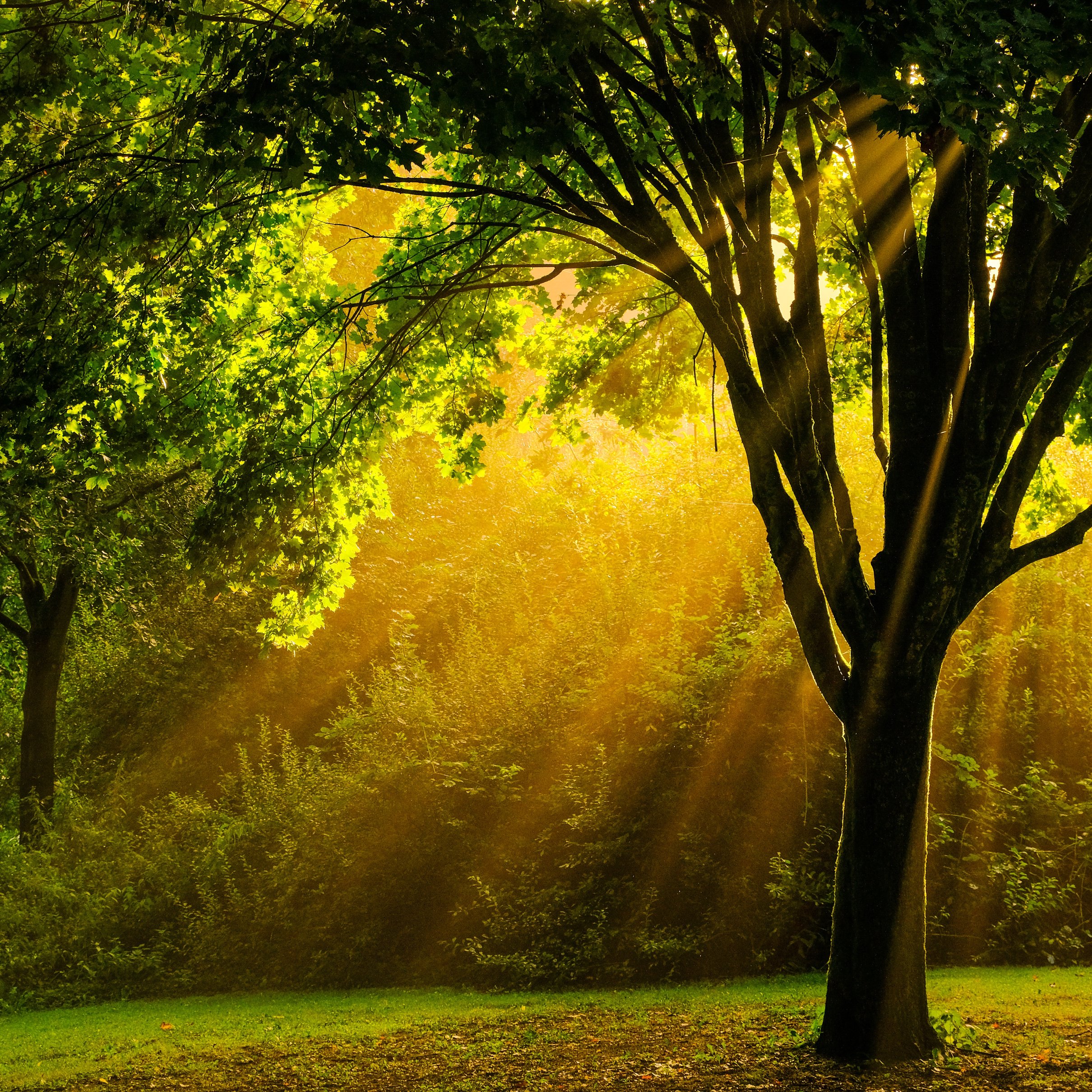 Autumn Forest with Sunlight Rays - Wallpapers for iPad Pro 11″ 2024 in 2420x2420 resolution
