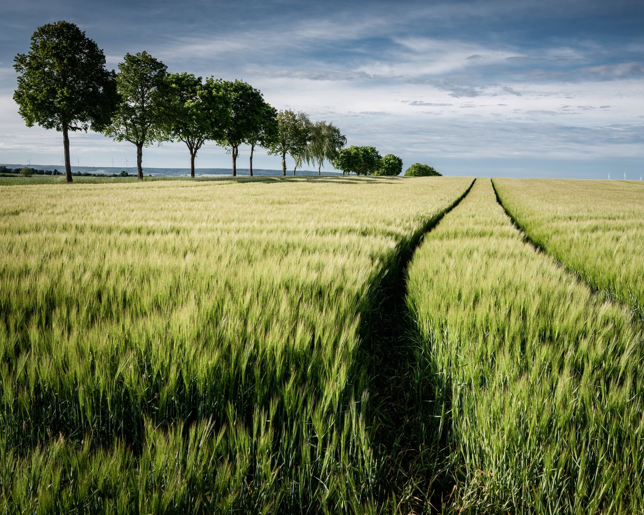 Green Summer Wheat Field Landscape - SXGA wallpapers in 1280x1024 resolution