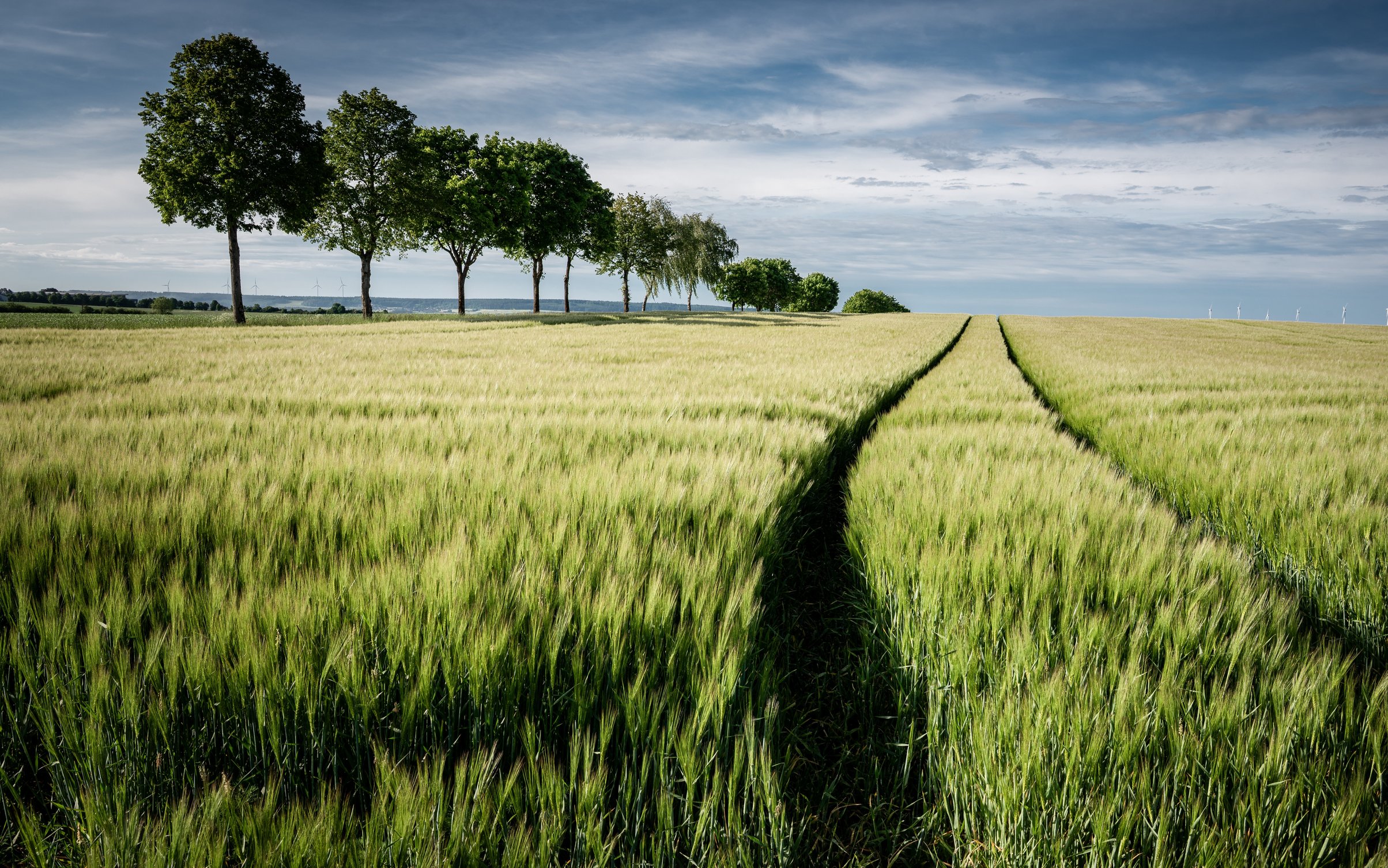 Green Summer Wheat Field Landscape - Wallpapers for MacBook Neo in 2408x1506 resolution