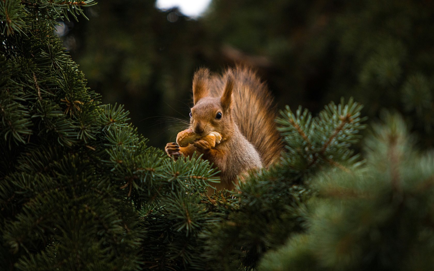 Squirrel Eating Nut in Fir Tree - WSXGA+ wallpapers in 1680x1050 resolution