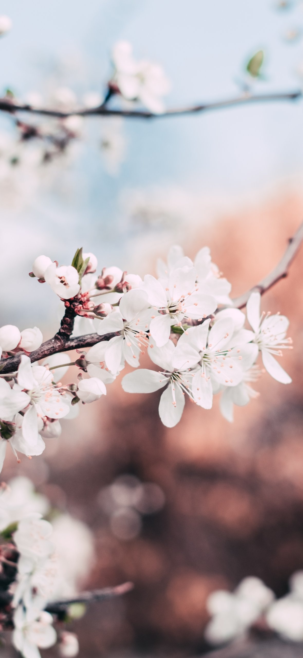 Early Spring Blossoms on a Branch - Wallpapers for iPhone 14 Pro/15 Pro in 1179x2556 resolution