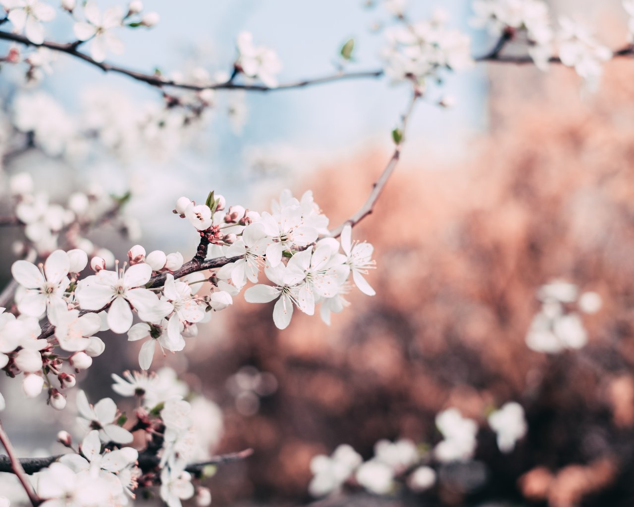 Early Spring Blossoms on a Branch - SXGA wallpapers in 1280x1024 resolution