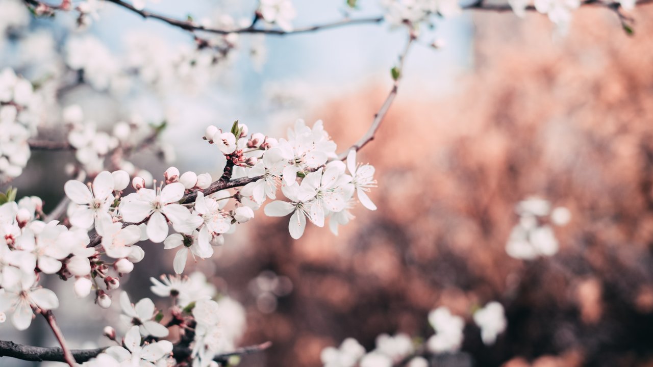 Early Spring Blossoms on a Branch - HDV 720p wallpapers in 1280x720 resolution
