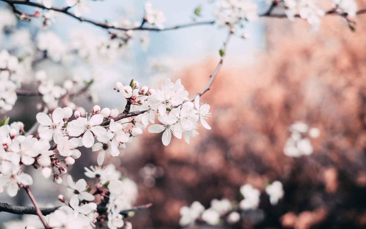 Early Spring Blossoms on a Branch - WXGA_1280 wallpapers in 1280x800 resolution