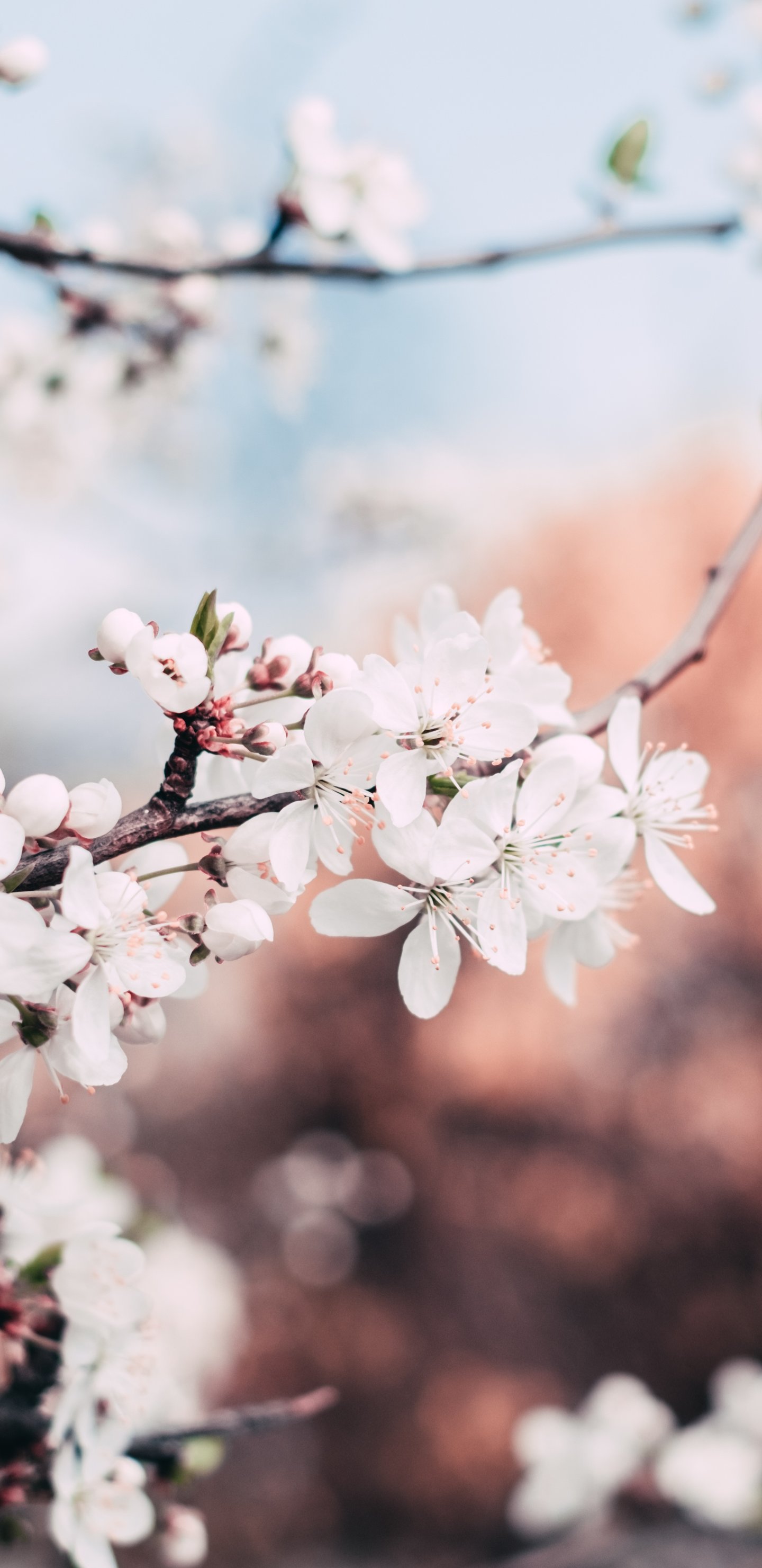 Early Spring Blossoms on a Branch - Wallpapers for Samsung Galaxy S8/S8+/Note 8/S9/S9+/Note 9 in 1440x2960 resolution