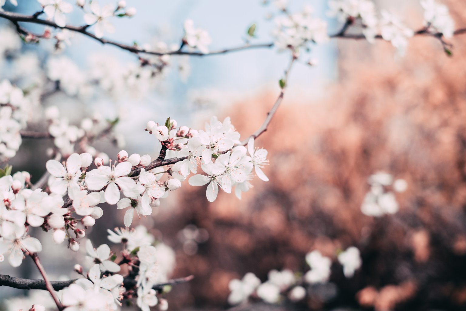 Early Spring Blossoms on a Branch - Microsoft Surface 12.4″ wallpapers in 1536x1024 resolution