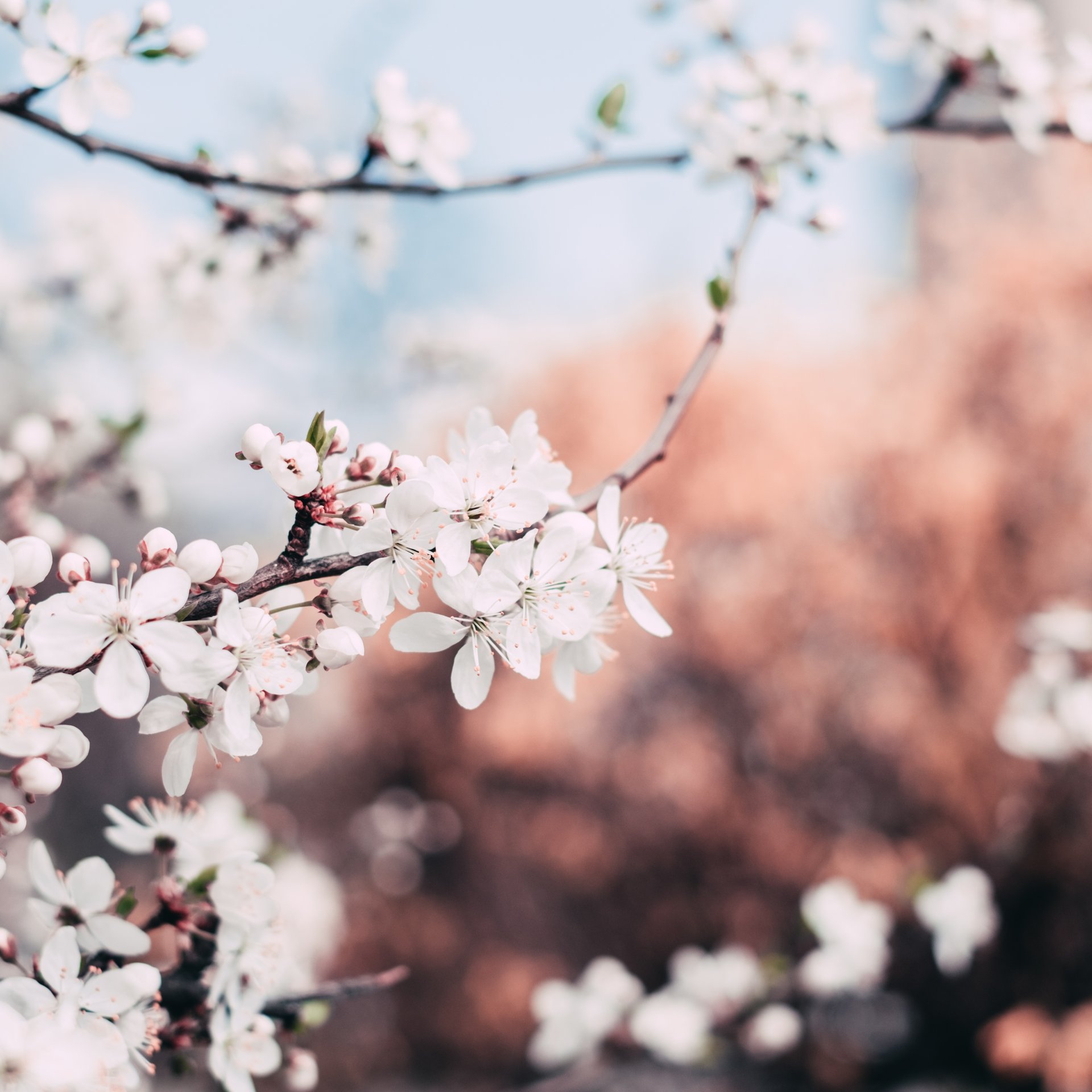 Early Spring Blossoms on a Branch - Wallpapers for Samsung Galaxy Tab in 1920x1920 resolution