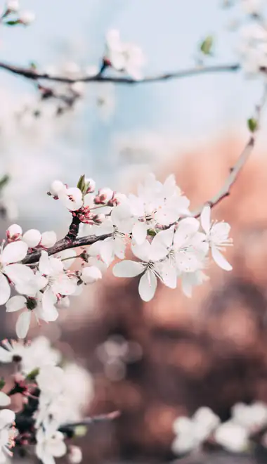 Branch Wallpapers for Samsung/LG (720x1280): spring, flowers, branch, petals