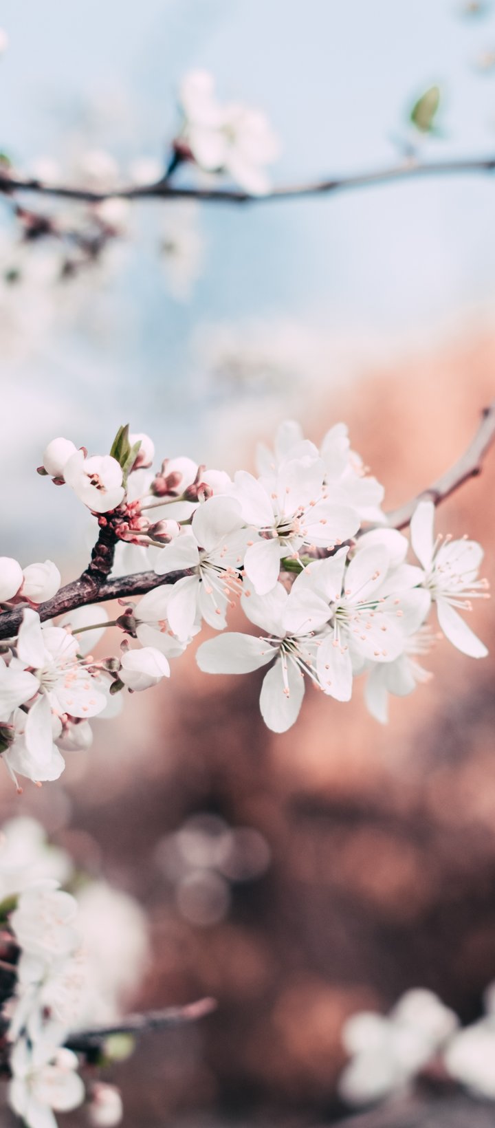 Early Spring Blossoms on a Branch - Wallpapers for Xiaomi Redmi 14C, POCO C71/C75/M7, Infinix Note 8 in 720x1640 resolution
