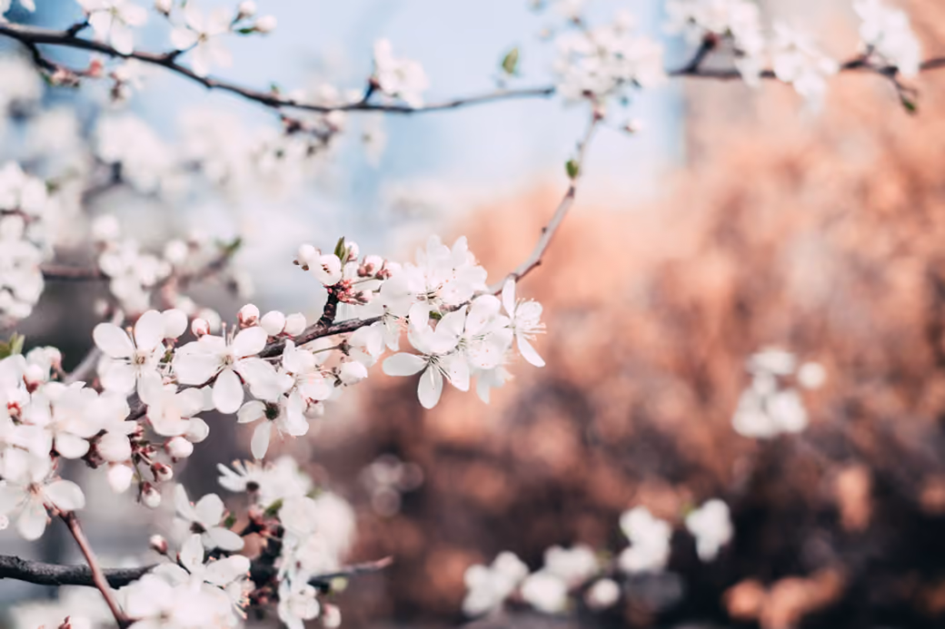 Early Spring Blossoms on a Branch — desktop and phone wallpaper, free download