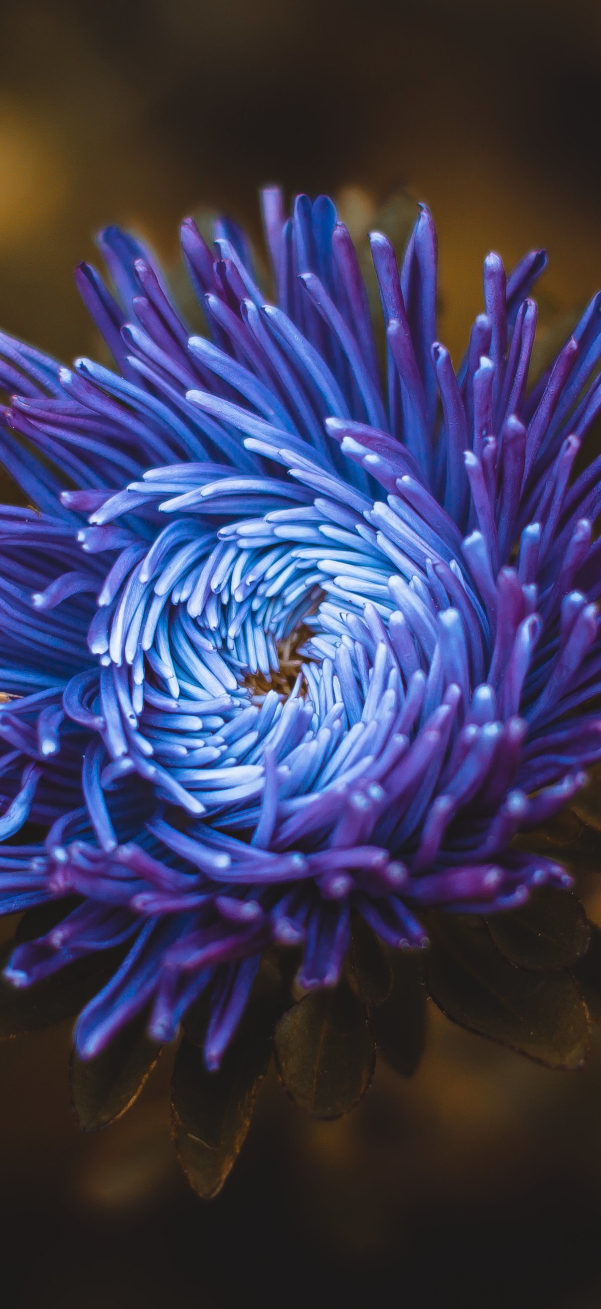 Blue-Violet Aster in Garden Close-Up - Wallpapers for iPhone 18 Pro/18/17 Pro/17/16 Pro in 1206x2622 resolution